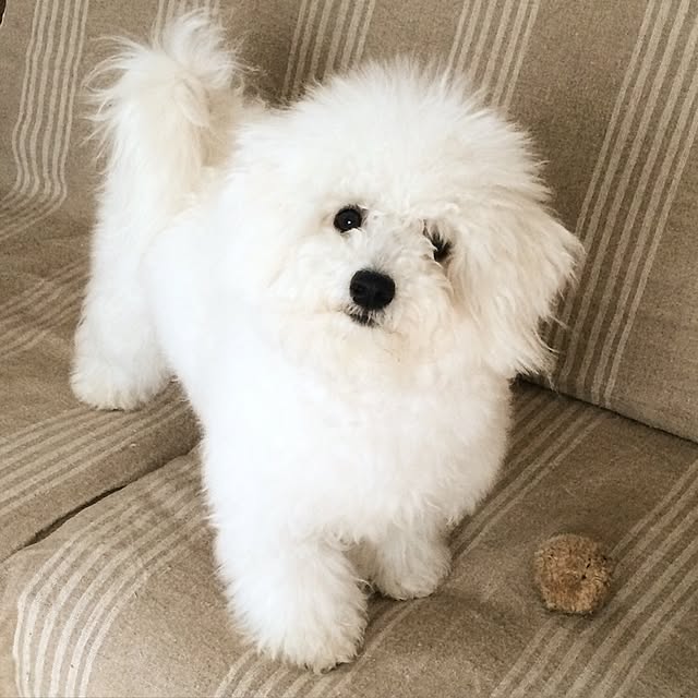 happy_bridgeさんの実例写真