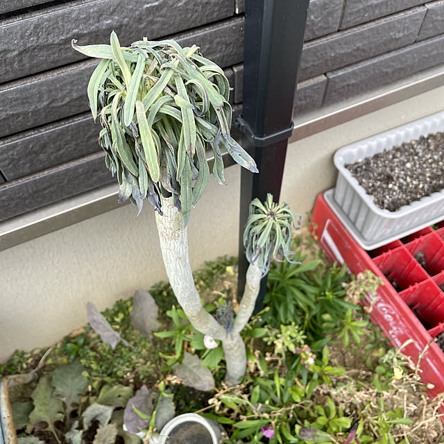 asさんの実例写真