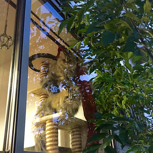 butachanさんの実例写真