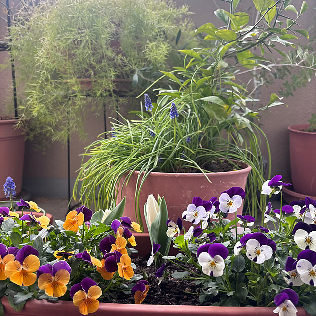 cottoncottonさんの実例写真