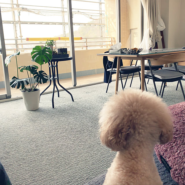 petit.elmopucciさんの実例写真