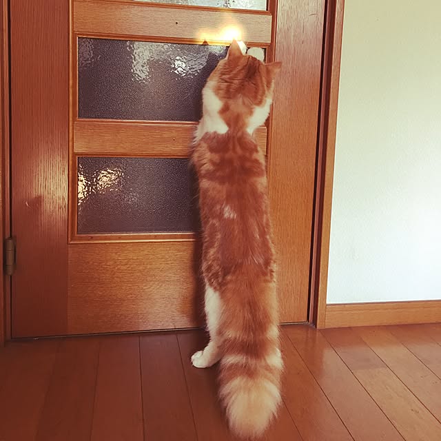 nomunomuさんの実例写真