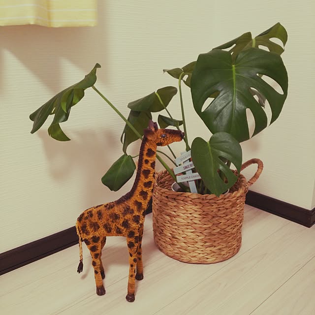 kojikojiさんの実例写真