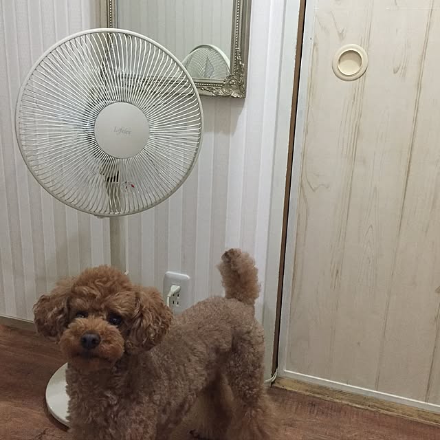Naomiさんの実例写真