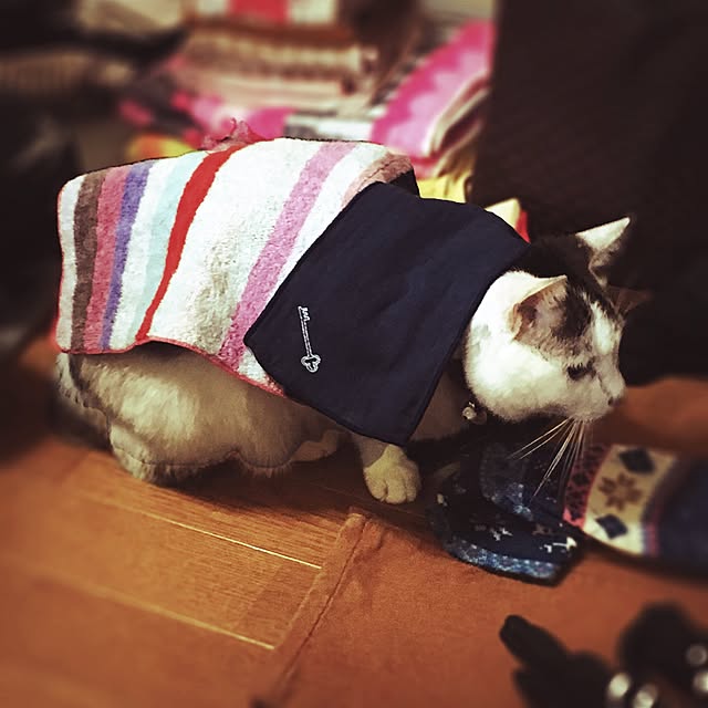 ramuchop3000さんの実例写真