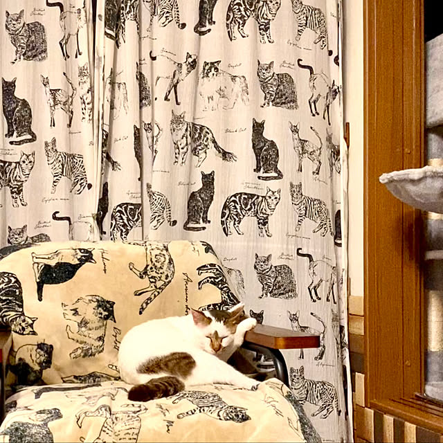 butachanさんの実例写真