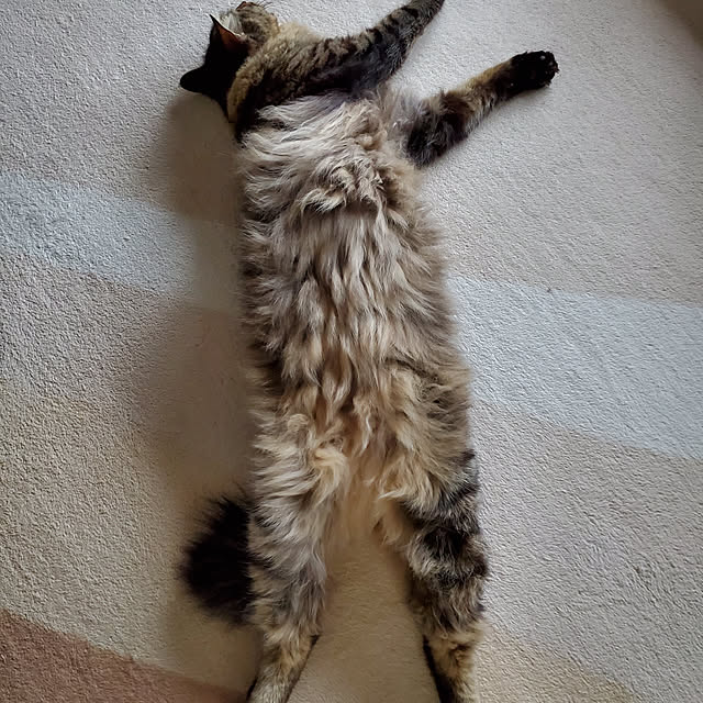 makoさんの実例写真