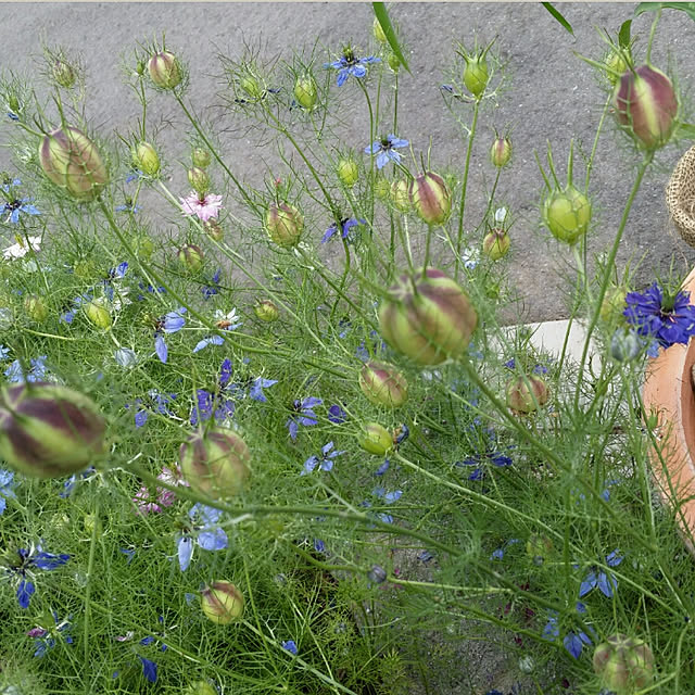 nia1213さんの実例写真