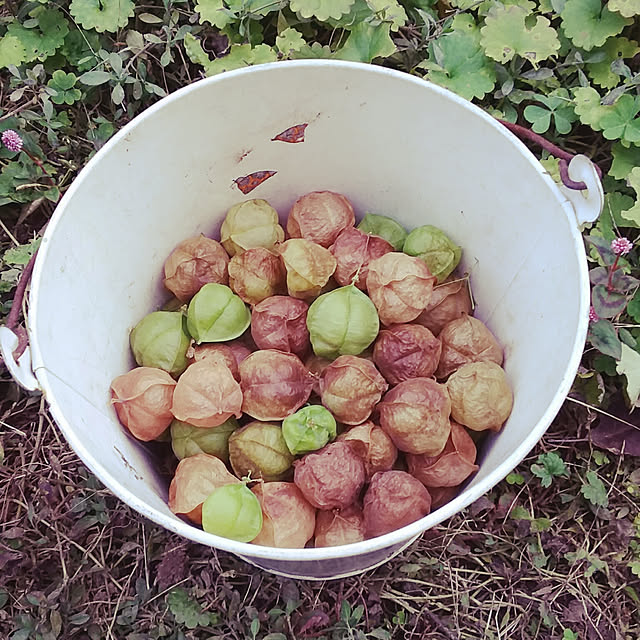 ベッド周り/風船かずらの種/花が好き/植物が好き/困った…...などのインテリア実例 - 2017-11-16 21:51:44