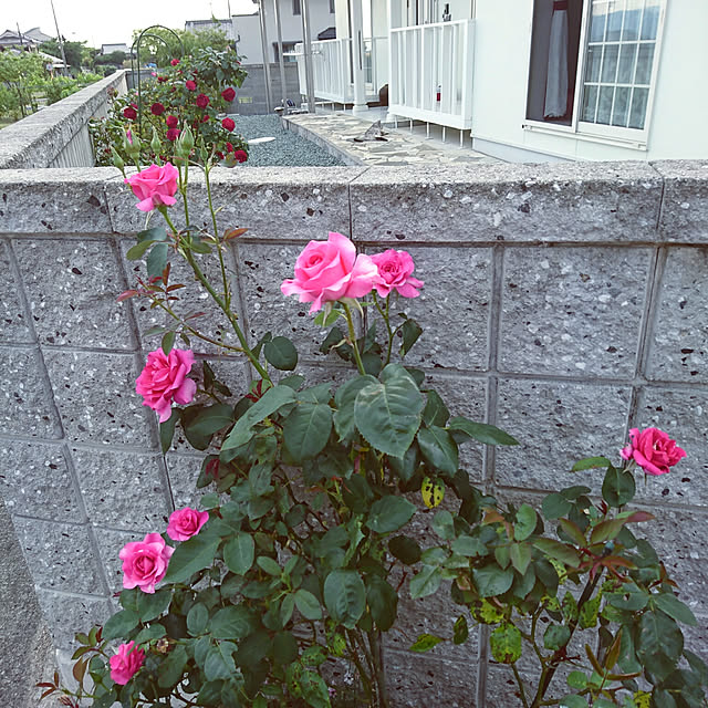 machikomamaさんの実例写真