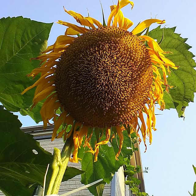 mmpoohさんの実例写真