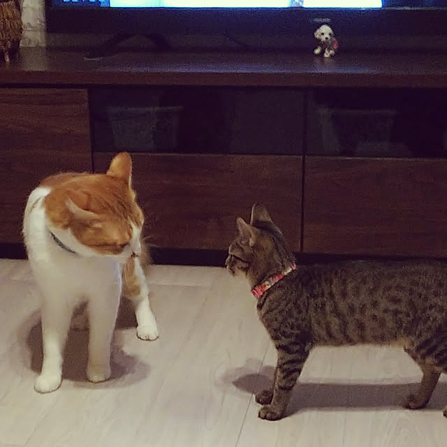 uutann320mozukuさんの実例写真