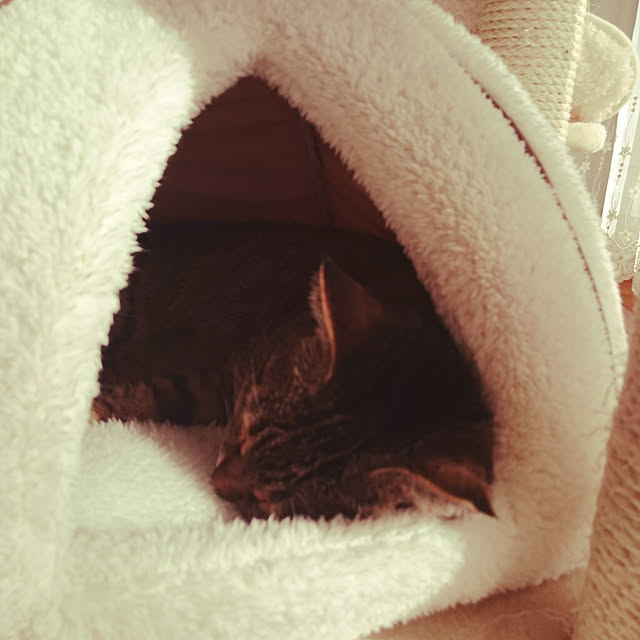 lilyさんの実例写真