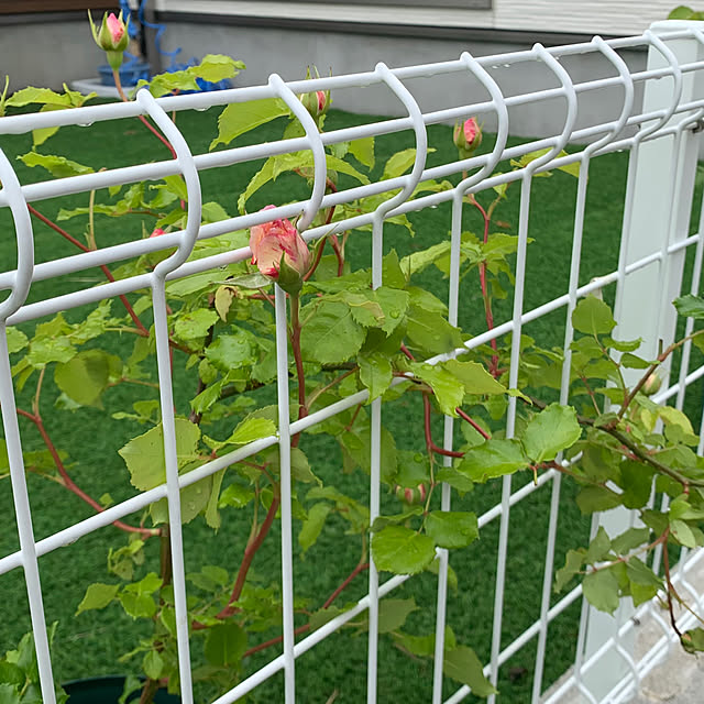 neconeko1202さんの部屋