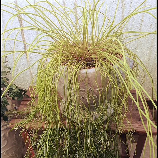 Antiqueさんの実例写真