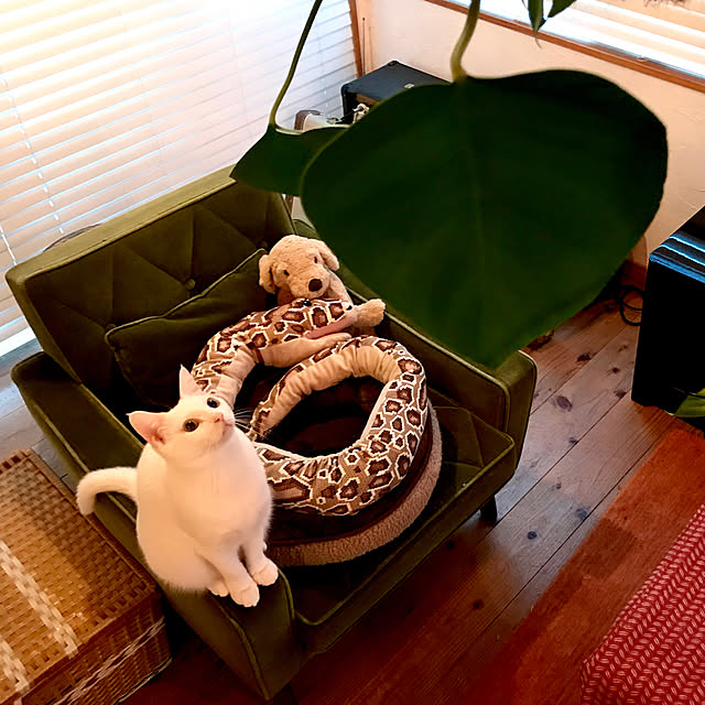 sakurasakuさんの実例写真