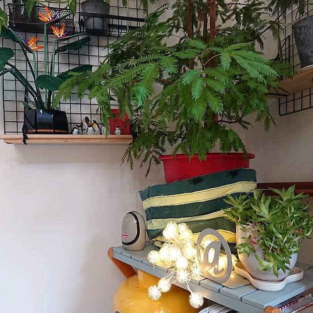 urchinさんの部屋