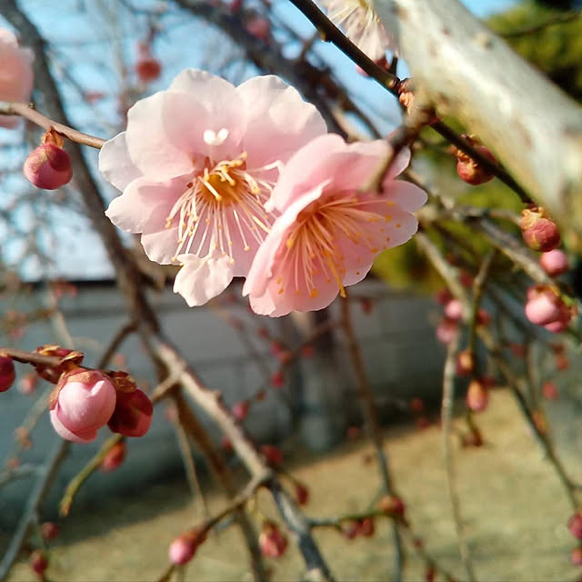 Nagakoさんの実例写真