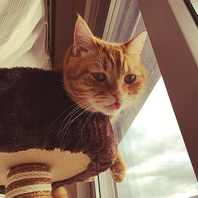 nekoさんの実例写真
