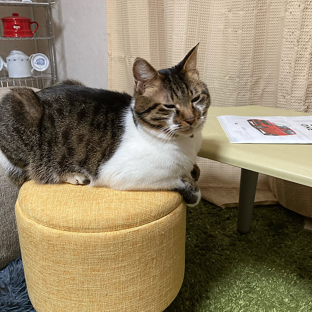 猫と暮らす家/リビングのインテリア実例 - 2022-10-24 22:09:16