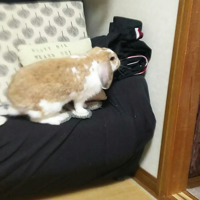 usamamaさんの実例写真