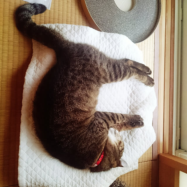 lilyさんの実例写真