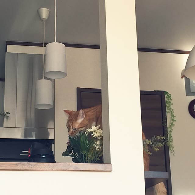 motimotinonikuさんの実例写真