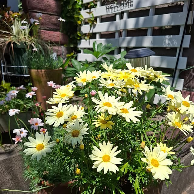 midoriさんの部屋