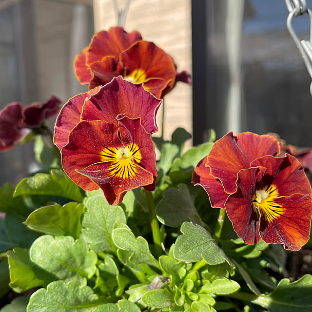 ronronさんの部屋