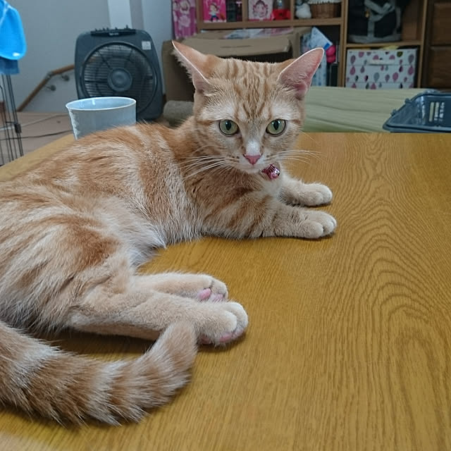 shinobuさんの実例写真