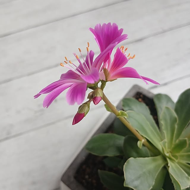 kaanaさんの部屋