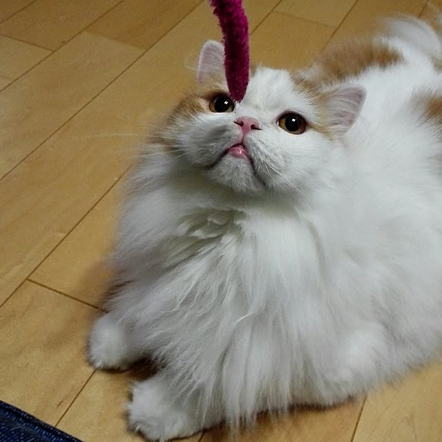 1ldksさんの実例写真