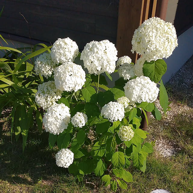 pokkeさんの実例写真