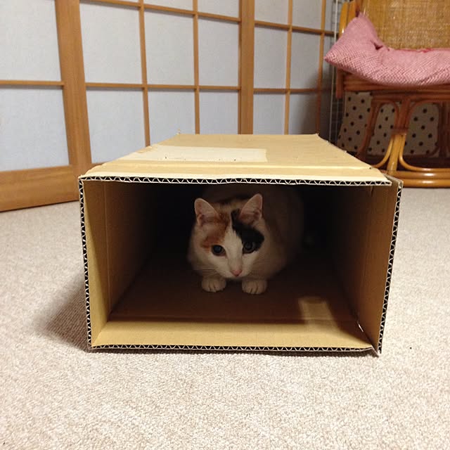 yocchiさんの実例写真