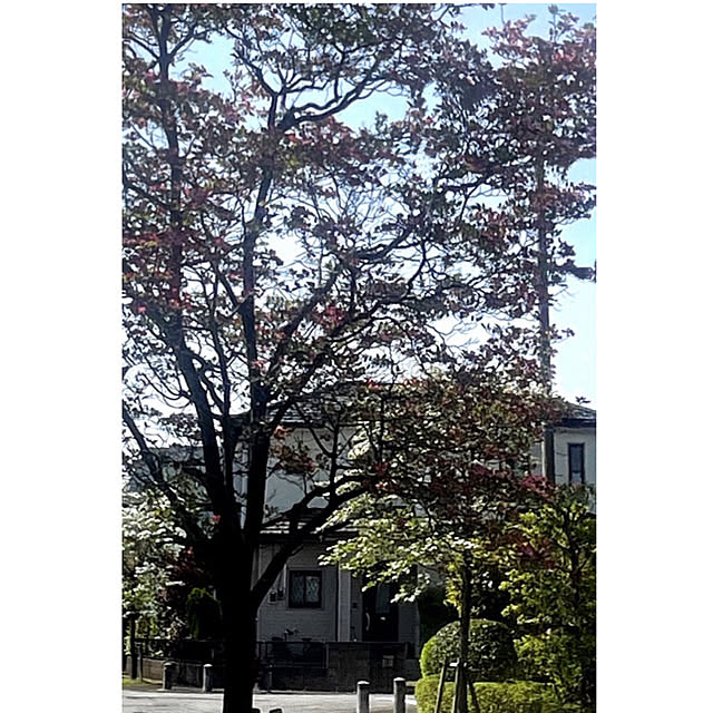 実例写真