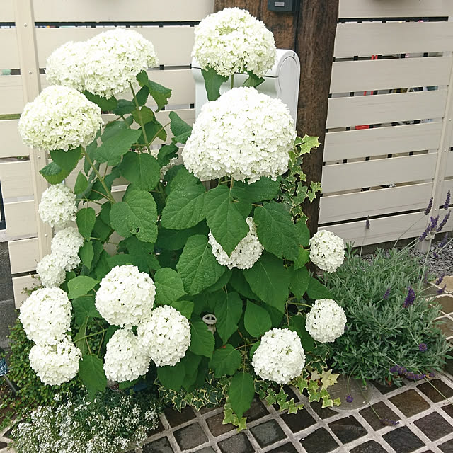 rabiさんの実例写真