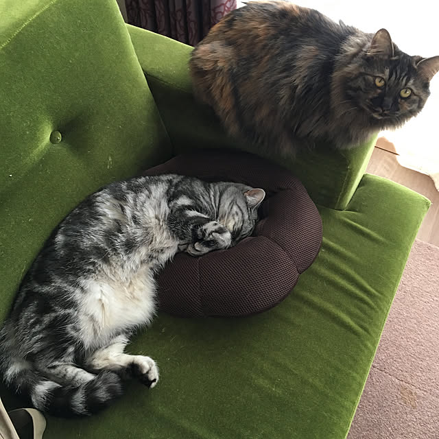 mikomaruさんの実例写真