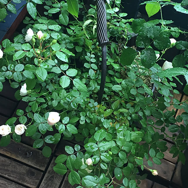 naokoさんの部屋