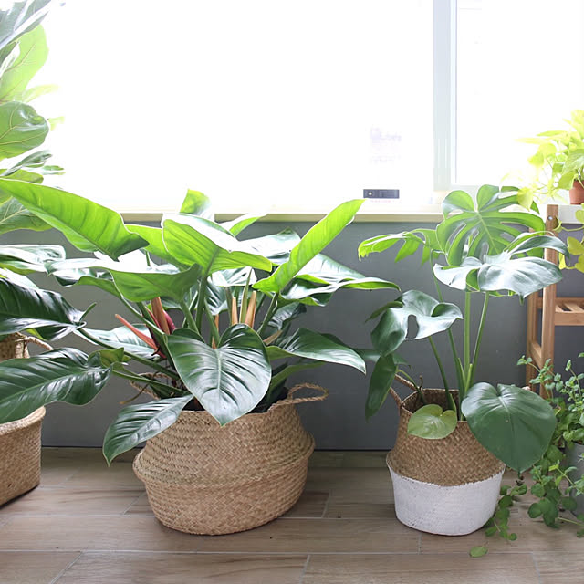 玄関/入り口/観葉植物/IKEAのインテリア実例 - 2018-04-07 16:03:10
