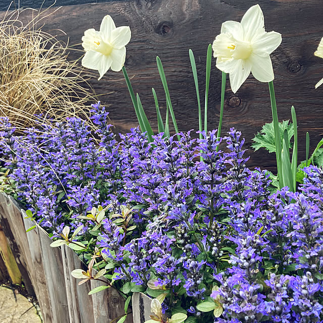 カレックスは年中枯れ色/連杭の花壇/花壇DIY/花壇１号/白い花...などのインテリア実例 - 2023-05-02 21:52:24