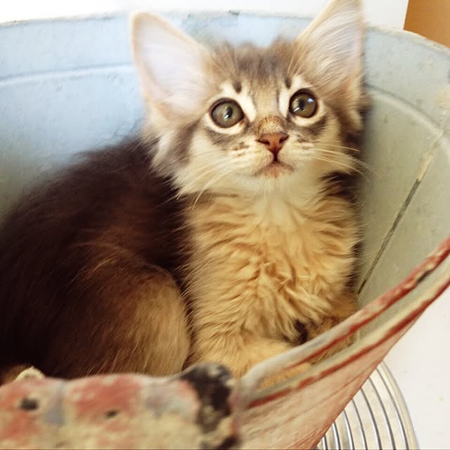 mi-coさんの実例写真