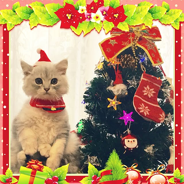 mikittyさんの実例写真