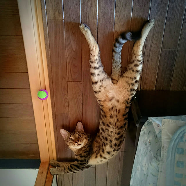 ken.kawakamiさんの実例写真