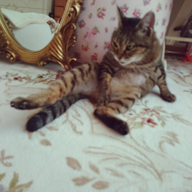 lilyさんの実例写真