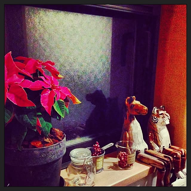 玄関/入り口/植物のインテリア実例 - 2013-12-01 20:17:26