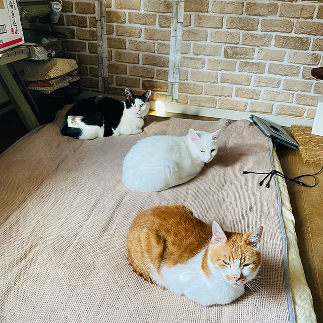SHIHOさんの実例写真