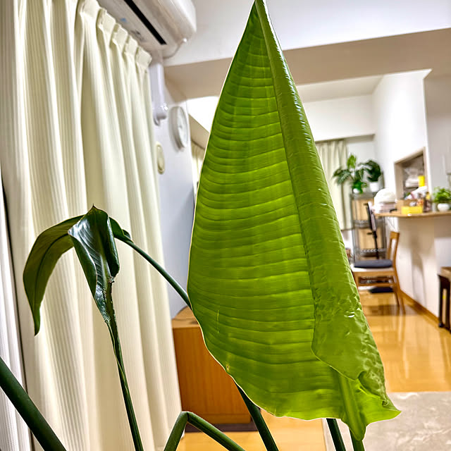 sakura-51さんの実例写真