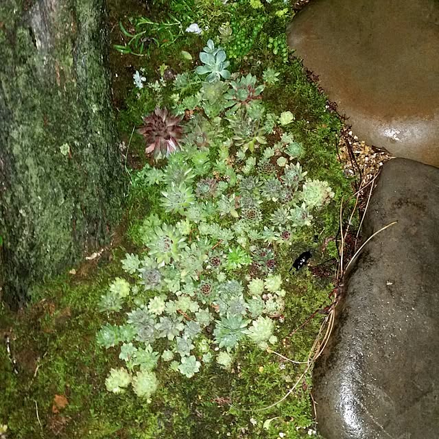 junkoさんの実例写真