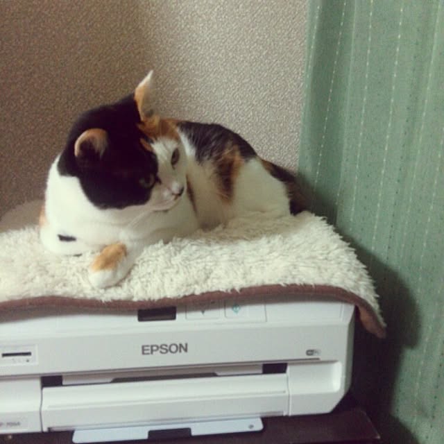 実例写真