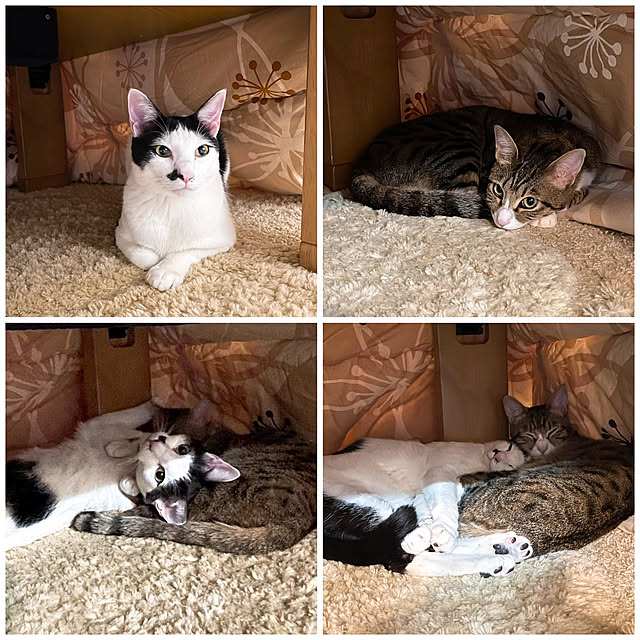 nobikoさんの実例写真